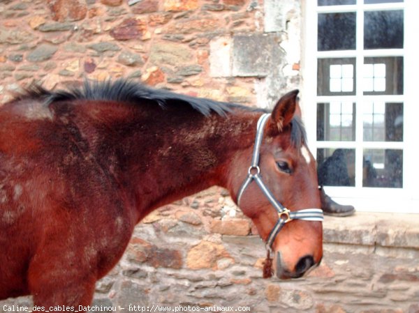 Photo de Trotteur franais