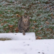 Photo de Chat domestique