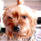 Photo de Yorkshire terrier