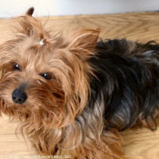 Photo de Yorkshire terrier