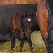 Photo de Quarter horse