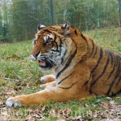 Photo de Tigre