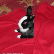 Photo de Lapin