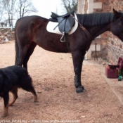 Photo de Races diffrentes