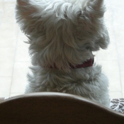 Photo de West highland white terrier