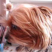 Photo de Yorkshire terrier