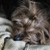 Photo de Yorkshire terrier