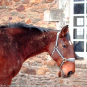 Photo de Trotteur franais