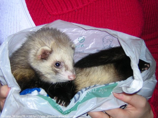 Photo de Furet