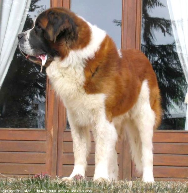 Photo de Saint-bernard poil long