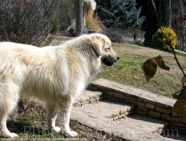 Photo de Chien de berger yougoslave de charplanina