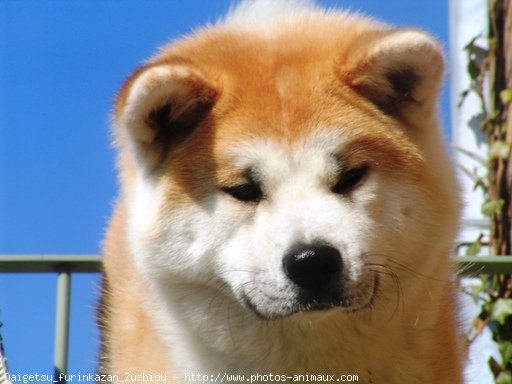 Photo d'Akita inu