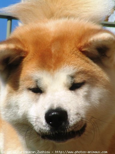 Photo d'Akita inu