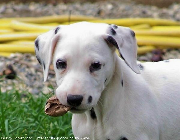 Photo de Dalmatien