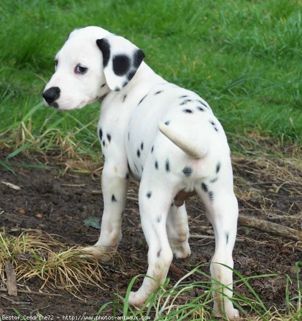 Photo de Dalmatien