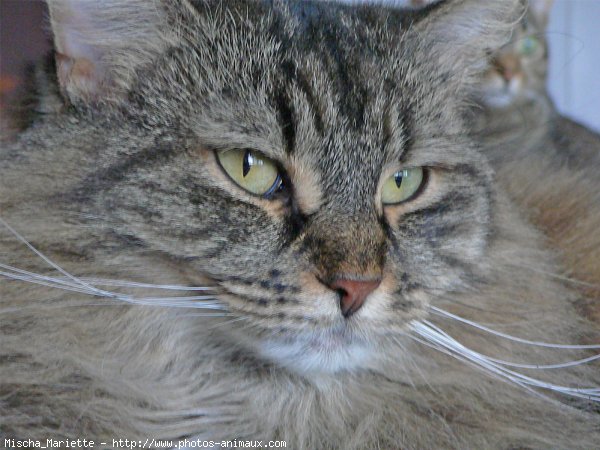 Photo de Chat domestique