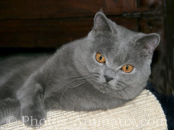 Photo de British shorthair