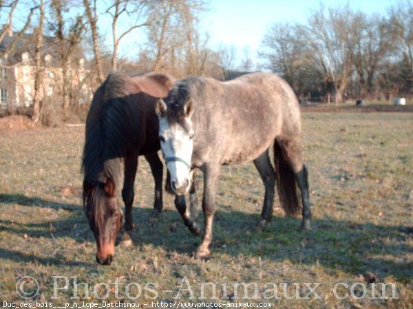 Photo de Races diffrentes