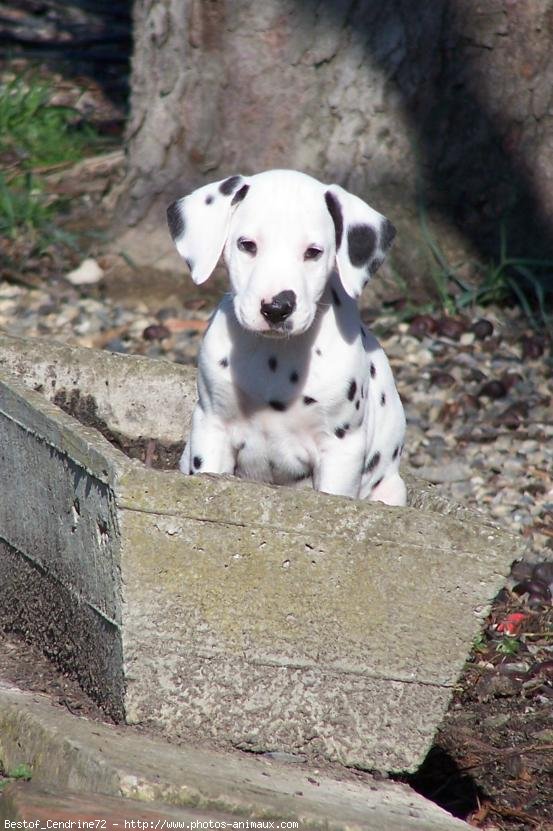 Photo de Dalmatien