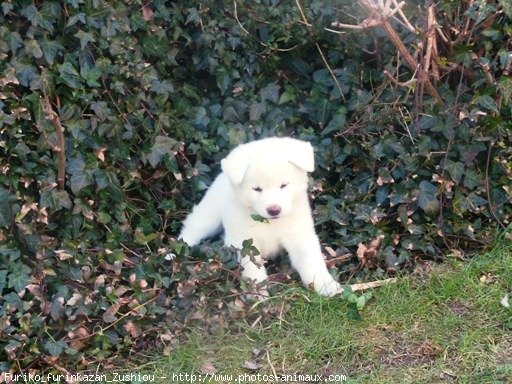 Photo d'Akita inu