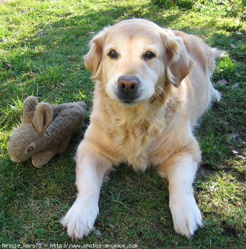 Photo de Golden retriever