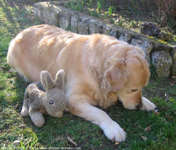 Photo de Golden retriever