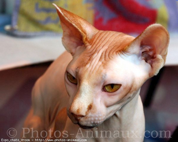 Photo de Sphynx