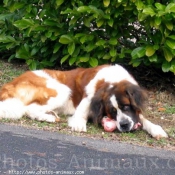 Photo de Saint-bernard poil long