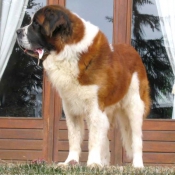 Photo de Saint-bernard poil long