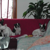 Photo de Bouledogue franais