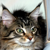 Photo de Maine coon