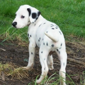 Photo de Dalmatien