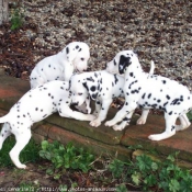 Photo de Dalmatien