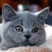 Photo de British shorthair