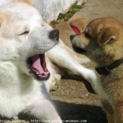 Photo d'Akita inu