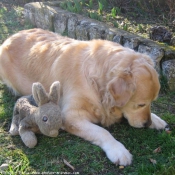 Photo de Golden retriever