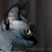 Photo de Sphynx