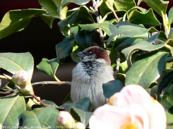 Photo de Moineau