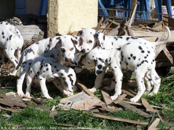 Photo de Dalmatien