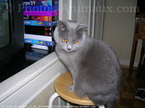 Photo de Chartreux