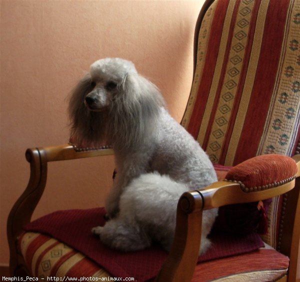 Photo de Caniche moyen