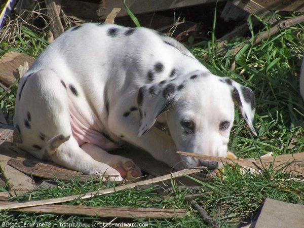 Photo de Dalmatien