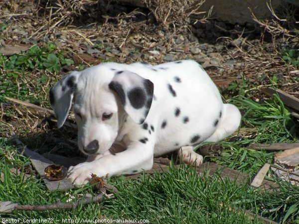 Photo de Dalmatien