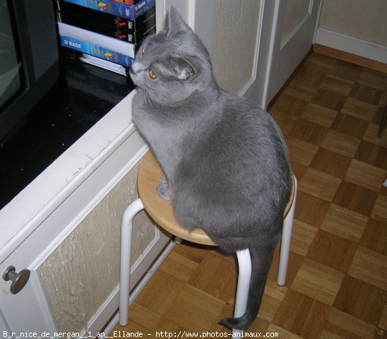 Photo de Chartreux