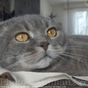 Photo de Scottish fold