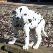 Photo de Dalmatien