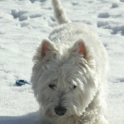 Photo de West highland white terrier