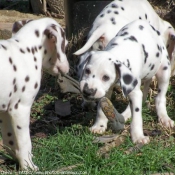 Photo de Dalmatien