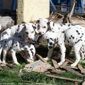 Photo de Dalmatien