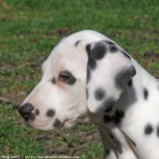 Photo de Dalmatien